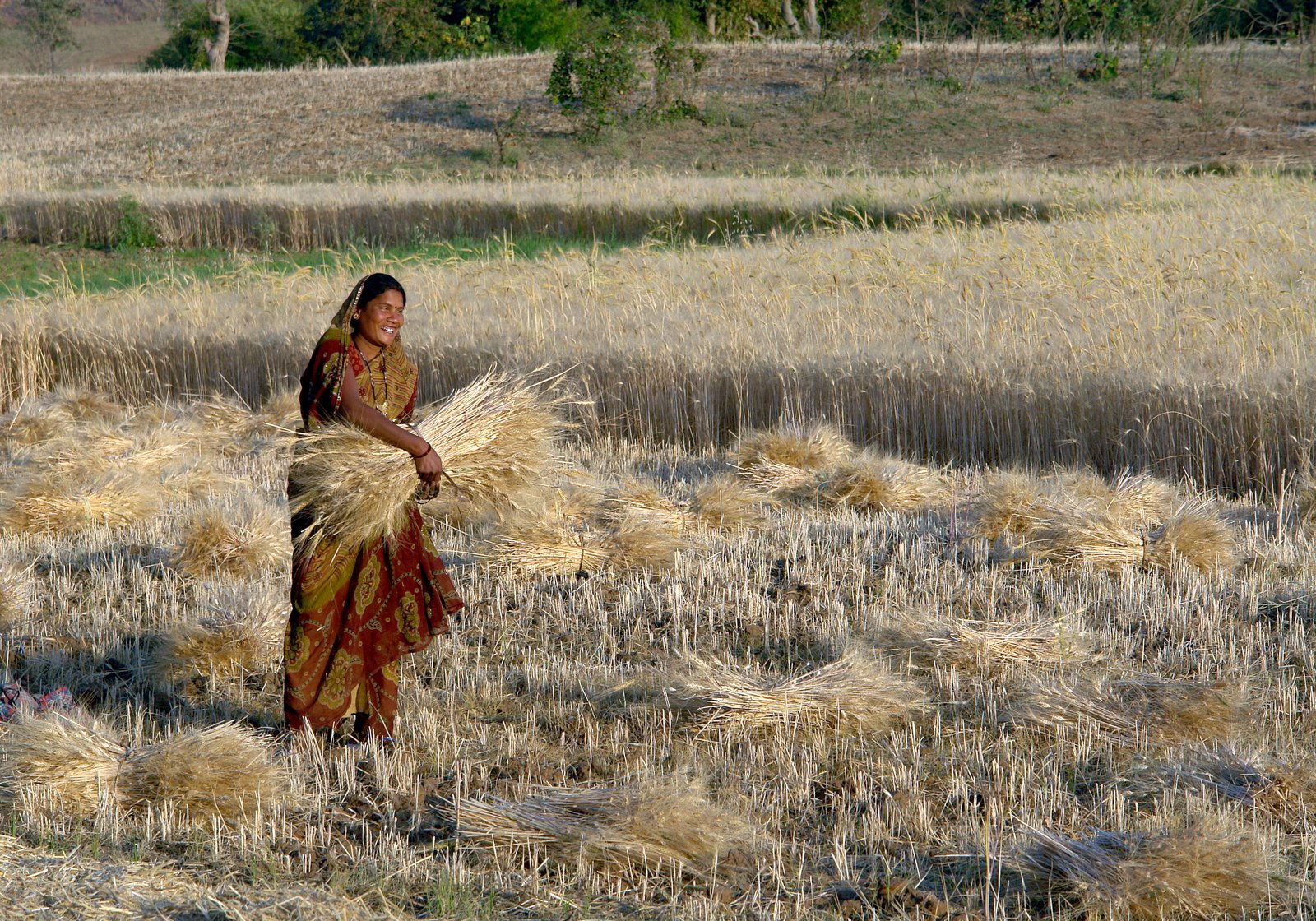 A woman harvesting wheat by hand, Raisen district, Madhya Pradesh, India